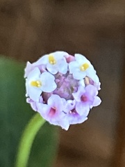 Phyla nodiflora nodiflora