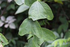 Passiflora biflora image