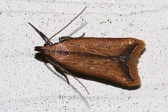 Dichomeris heriguronis