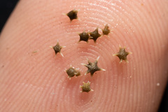 Baculogypsina sphaerulata