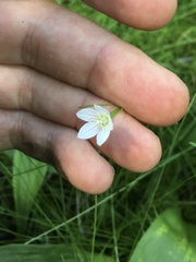 Campanula aparinoides