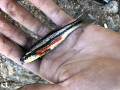 Richardsonius egregius