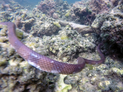Laticauda crockeri