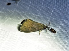 Cryptothelea gloverii