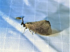 Cryptothelea gloverii