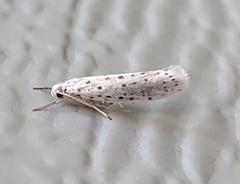 Yponomeuta multipunctella