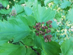 Crataegus chlorosarca