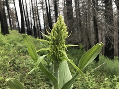 Veratrum insolitum