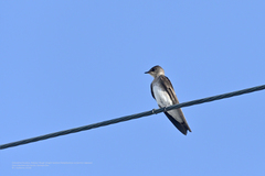 Stelgidopteryx serripennis ridgwayi