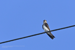 Stelgidopteryx serripennis ridgwayi