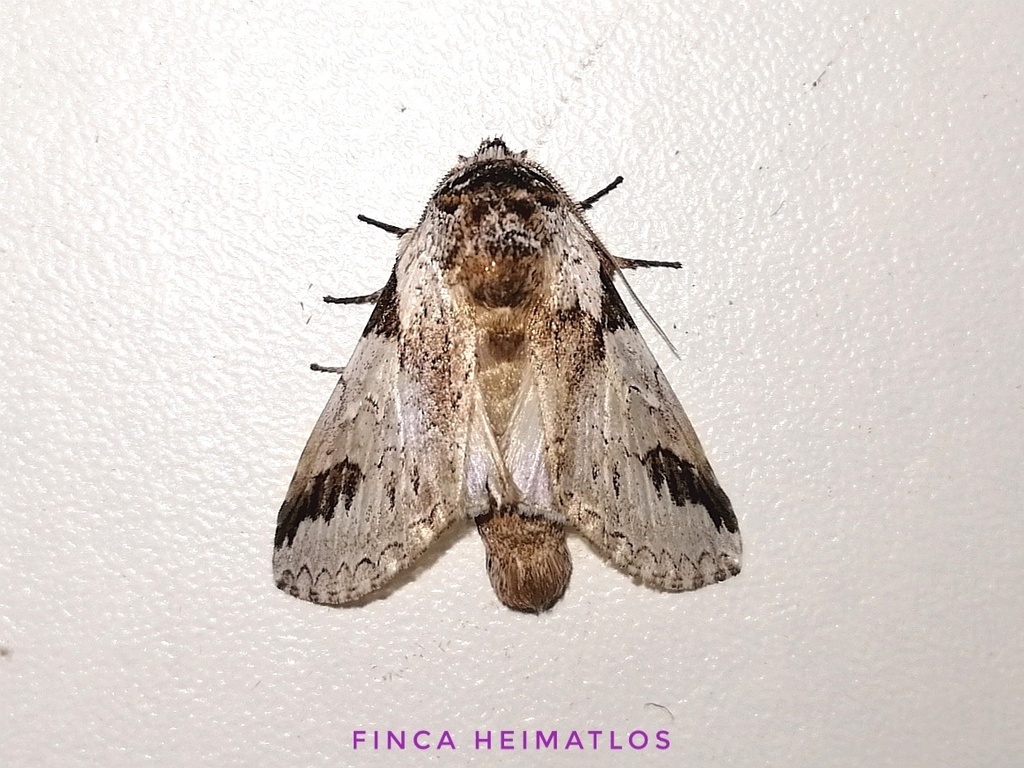 Sericochroa lioneli