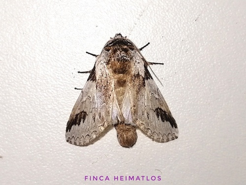 Sericochroa lioneli
