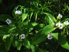 Lantana trifolia