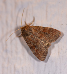 Protorthodes oviduca