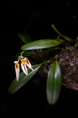 Bulbophyllum longiflorum