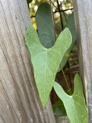 Ipomoea sagittata