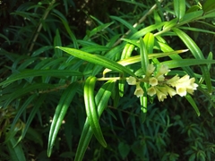 Cestrum linearifolium