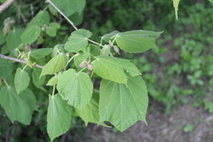 Heliocarpus terebinthinaceus