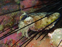 Sepia bandensis