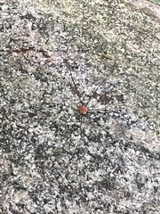 Leiobunum aldrichi