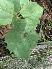Leiobunum aldrichi