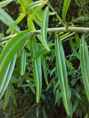 Cestrum linearifolium