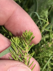 Myriophyllum simulans