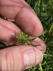 Myriophyllum simulans