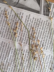 Carex wiegandii