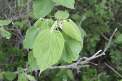 Heliocarpus terebinthinaceus