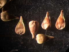 Carex wiegandii