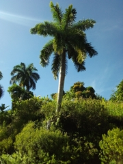 Roystonea borinquena