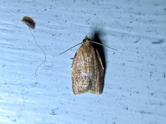 Clepsis consimilana