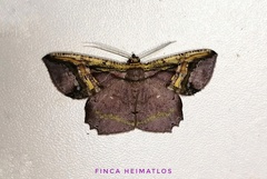 Thysanopyga crenata