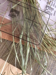 Carex wiegandii