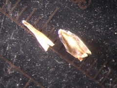 Carex wiegandii