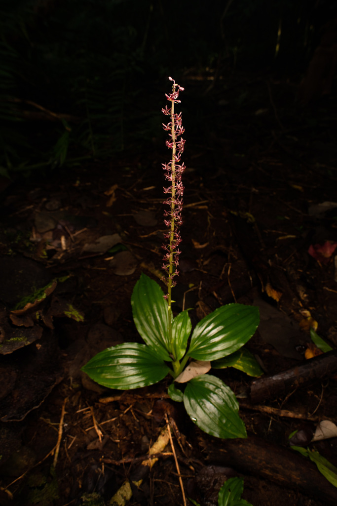 Crepidium resupinatum