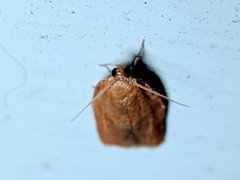 Clepsis consimilana