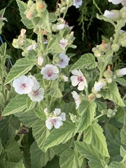 Althaea officinalis