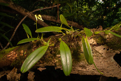 Bulbophyllum longiflorum