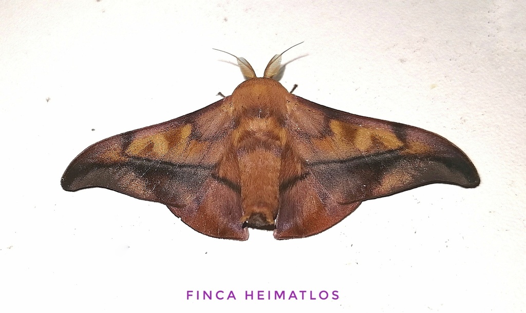 Thaelia anysia