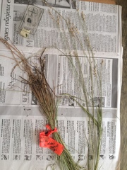 Carex wiegandii