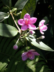 Rhodomyrtus tomentosa
