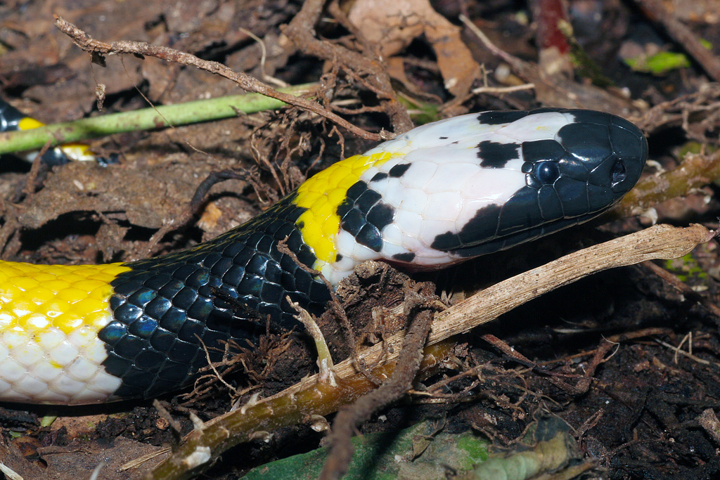 Solomon's Small-Eyed Snake
