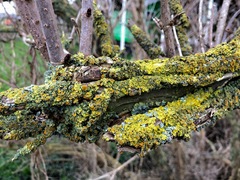 Xanthoria parietina