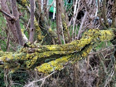 Xanthoria parietina