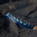 Blue Streamgoby - Photo (c) Kirby Morejohn, some rights reserved (CC BY-NC), uploaded by Kirby Morejohn