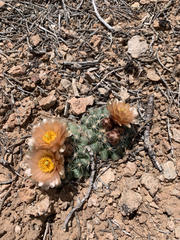 Pediocactus despainii