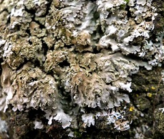 Physconia grisea