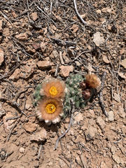 Pediocactus despainii